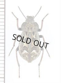 ゴミムシダマシの一種　Pilobalia decorata　アルゼンチン