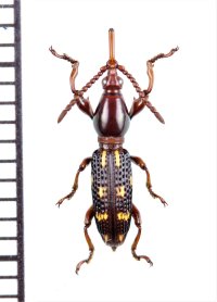 ミツギリゾウムシの一種　Brentidae species　ベトナム北東部