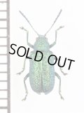 ハムシの一種　Chrysomelidae species　 ベトナム南部