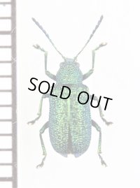 ハムシの一種　Chrysomelidae species　 ベトナム南部