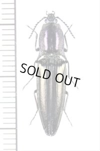 コメツキムシの一種　Elateridae species　♀　ベトナム北東部