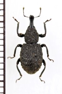 ゾウムシの一種  Curculionidae species   ベトナム北東部