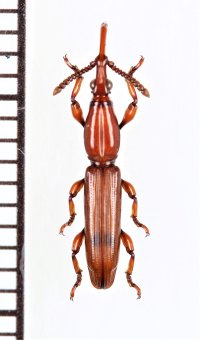 ミツギリゾウムシの一種　Brentidae species　ベトナム南部