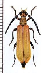 カミキリムシの一種 　Cerambycidae species　♀　 ベトナム北東部