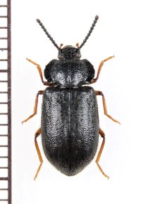 ゴミムシダマシの一種　Tenebrionidae species　ベトナム中部