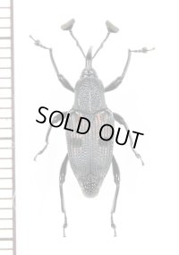 オサゾウムシの一種　Rhynchophoridae species　ベトナム北東部
