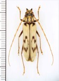 カミキリムシの一種　Oplatocera sp.　♀　ベトナム北東部