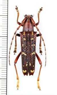 ミツギリゾウムシ擬態のカミキリムシの一種 　Glenea subrubricollis　♀　 ベトナム北東部