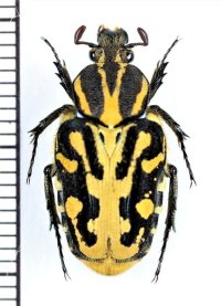 エグリハナムグリの一種　Taeniodera sp.　♀　ベトナム南部