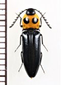 眼状紋を持つコメツキムシの一種　Elateridae species　 ベトナム北東部
