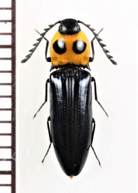 眼状紋を持つコメツキムシの一種　Elateridae species　 ベトナム北東部