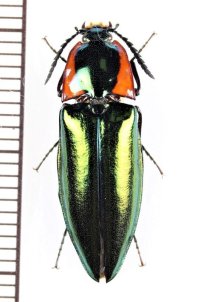 コメツキムシの一種　Campsosternus sp.　♀   ベトナム北中部