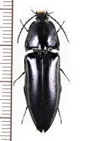 コメツキムシの一種　Campsosternus sp.　♀   ベトナム北中部