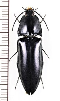 コメツキムシの一種　Campsosternus sp.　♀   ベトナム北中部
