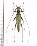 カミキリムシの一種 　Distenia sp.　♂　 ベトナム北東部