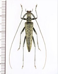 カミキリムシの一種 　Distenia sp.　♂　 ベトナム北東部