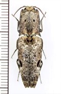コメツキムシの一種　Cryptalaus sp.　♀　ベトナム南部