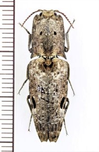 コメツキムシの一種　Cryptalaus sp.　♀　ベトナム南部