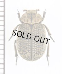 コブスジコガネの一種　Omorgus sp.　 ベトナム北中部