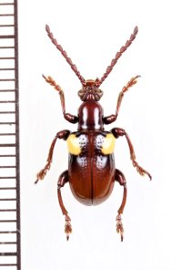 ハムシの一種　Chrysomelidae species　 ベトナム北中部