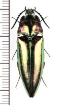 コメツキムシの一種　Campsosternus sp.　♂　ベトナム南部