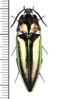 コメツキムシの一種　Campsosternus sp.　♂　ベトナム南部