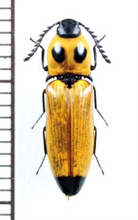 眼状紋を持つコメツキムシの一種　Elateridae species　 ベトナム北東部