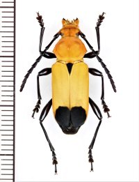 カミキリムシの一種 　Euryphagus lundii　♀　 ベトナム北東部