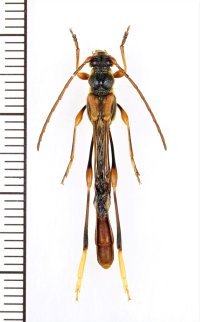アマミホソコバネカミキリ　大型♂　奄美大島