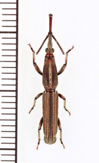 ミツギリゾウムシの一種　 Brentidae species　♂　インドネシア（シュラウェシ島）
