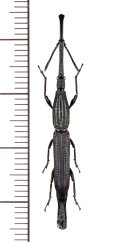 ミツギリゾウムシの一種　Brentidae species　♂　ソロモン諸島（ガダルカナル島）