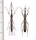 ミツギリゾウムシの一種　Ithystenus sp.　ペア　ソロモン諸島（ガダルカナル島）