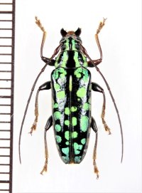 カミキリムシの一種　 Tmesisternus fulgens　♂　インドネシア（シュラウェシ島）