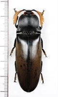 コメツキムシの一種　Tetralobus perroti　♂　ベトナム北東部