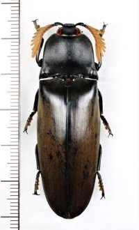 コメツキムシの一種　Tetralobus perroti　♂　ベトナム北東部