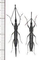 ミツギリゾウムシの一種　 Brentidae species　ペア　インドネシア（シュラウェシ島）