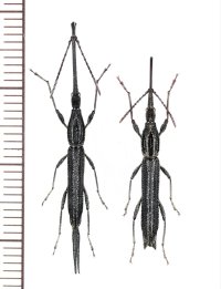 ミツギリゾウムシの一種　 Brentidae species　ペア　インドネシア（シュラウェシ島）