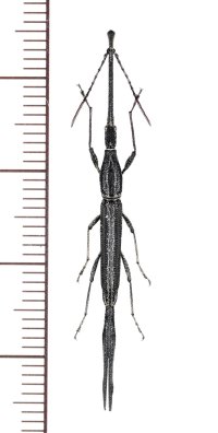 ミツギリゾウムシの一種　 Brentidae species　♂　インドネシア（シュラウェシ島）