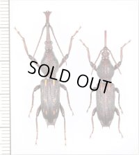 ミツギリゾウムシの一種　Brentidae species　ペア　ソロモン諸島（ガダルカナル島）