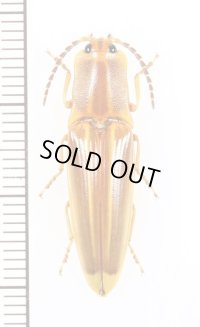 コメツキムシの一種　Semiotus ligneus　♀　ペルー