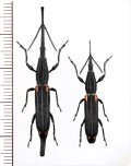ミツギリゾウムシの一種　Zetophloeus pugionatus　ペア　マダガスカル