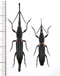 ミツギリゾウムシの一種　Zetophloeus pugionatus　ペア　マダガスカル