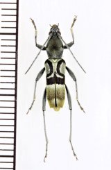 アリ擬態のトラカミキリの一種　Clytini species　♂　 ベトナム中部