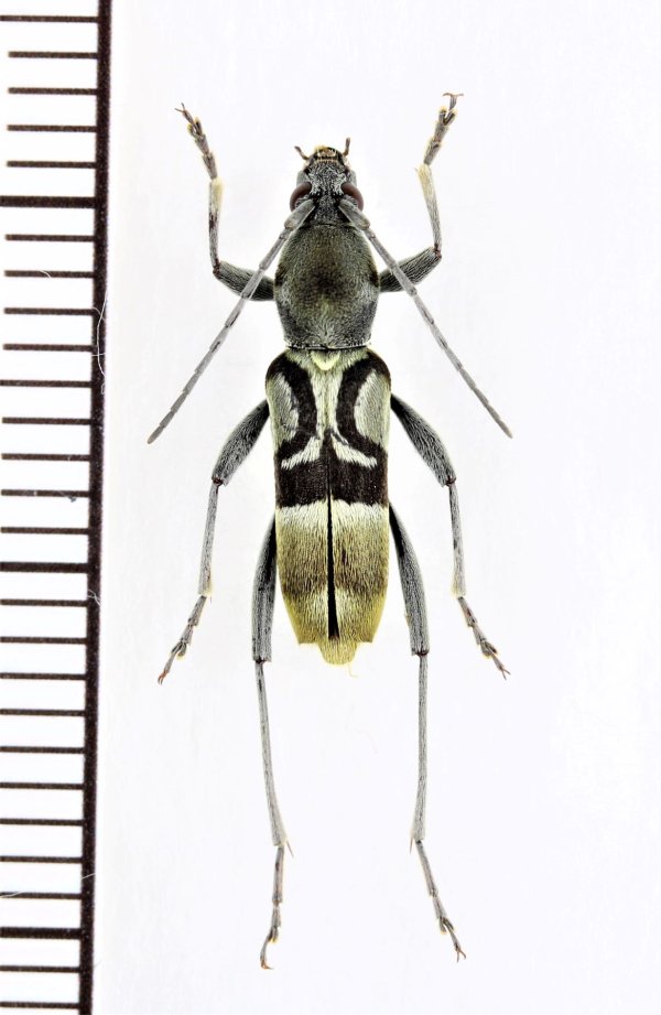 画像1: アリ擬態のトラカミキリの一種　Clytini species　♂　 ベトナム中部