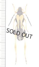 ハチ擬態のカミキリムシの一種　Callisphyris macropus　♀　チリ