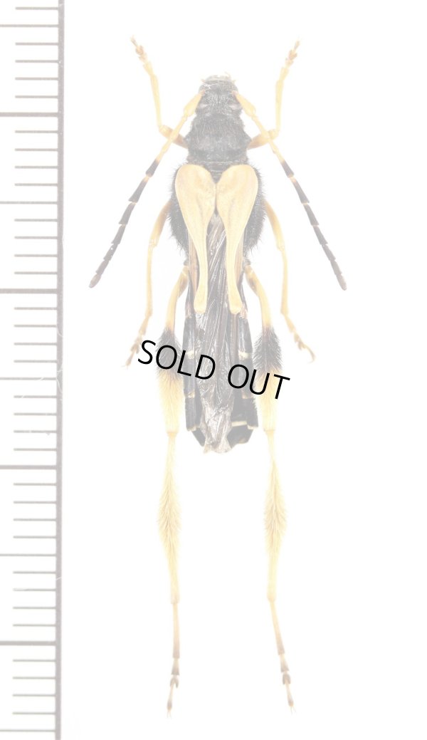 画像1: ハチ擬態のカミキリムシの一種　Callisphyris macropus　♀　チリ