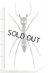 アリの一種　Dinoponera lingipes　♀　コロンビア