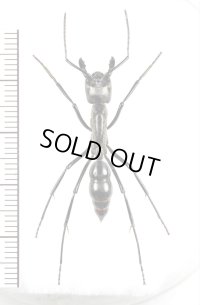 アリの一種　Dinoponera lingipes　♀　コロンビア