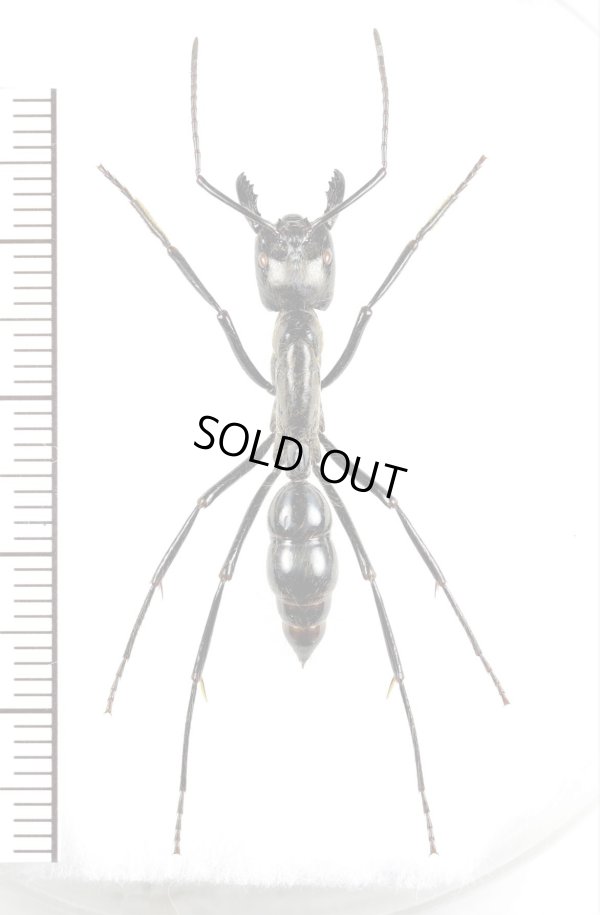 画像1: アリの一種　Dinoponera lingipes　♀　コロンビア