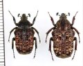 アリノスハナムグリの一種　Parapilinurgus sp.　ペア　ベトナム北東部
